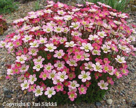 Saxifraga Arendsii-Ryhm 'Elf', patjarikko